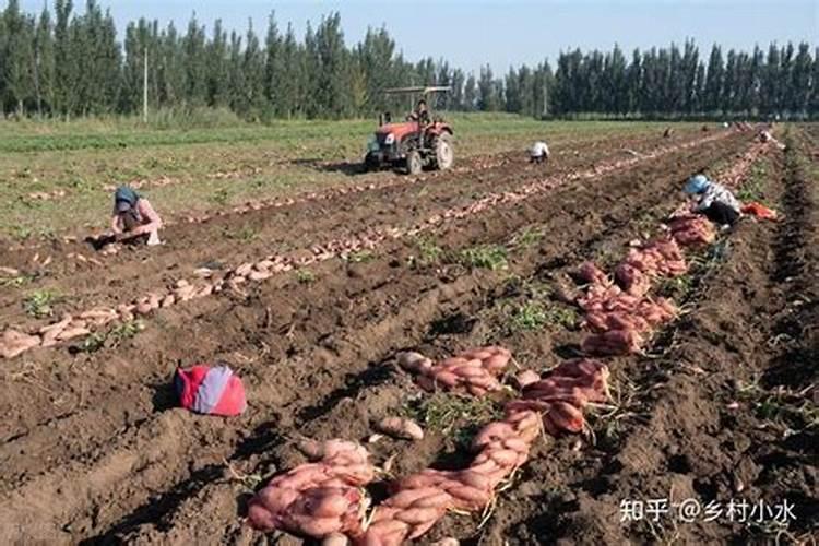 红薯配套种植技术,红薯怎么高产养殖