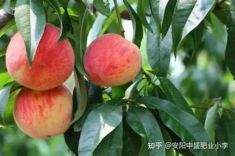 桃树什么时候用水溶肥最好