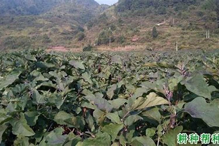 茄子叶面肥过重会卷叶吗