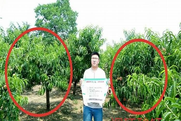 桃树的果实大量裂果是咋回事？怎样防治？