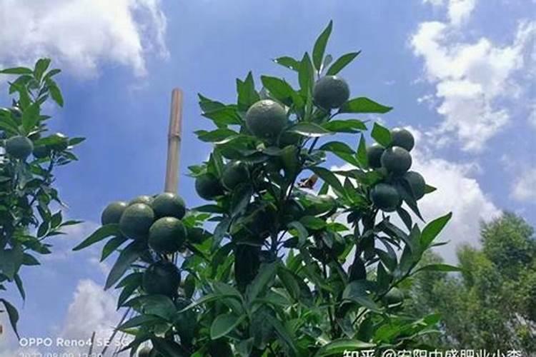 过磷酸钙和钙镁磷肥有什么区别？这两种肥料哪种更好？