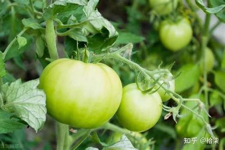西红柿的种植用什么肥料好