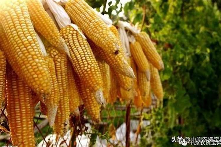 组成玉米的基本元素是什么