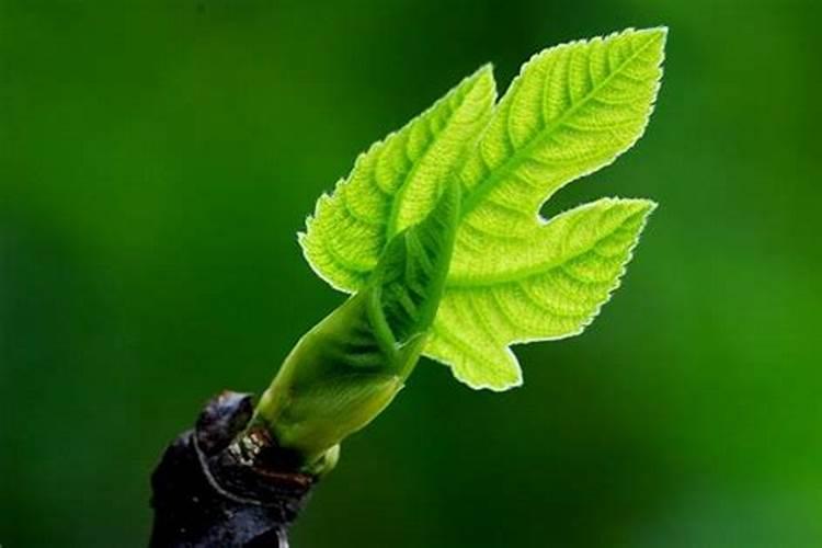 油菜叶面肥什么时间施最好花卉百科
