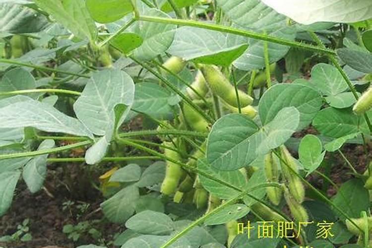 毛豆的施肥方法