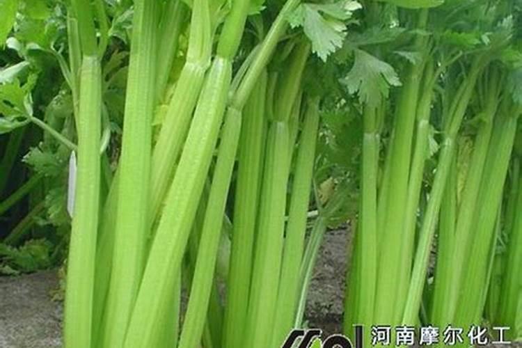 桃树叶子发黄怎么办