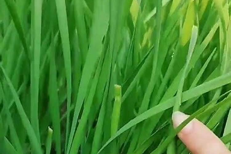 韭菜浇水最佳时间