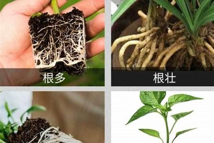 白萝卜应如何施肥 白萝卜的施肥方法