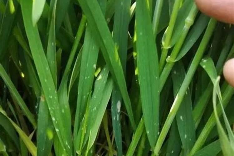 想要小麦高产有哪些种植小技巧？需要给小麦施硼肥吗？