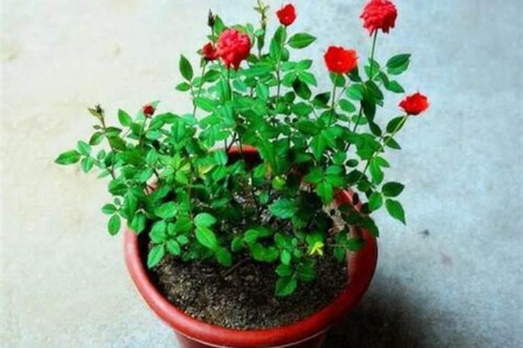 月季花用什么肥料最佳？