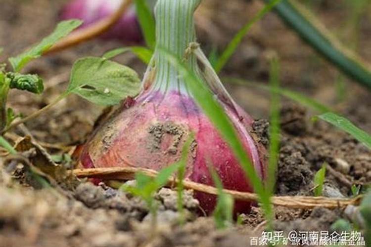 洋葱对肥料的要求也是比较高的,种植洋葱如何追肥？