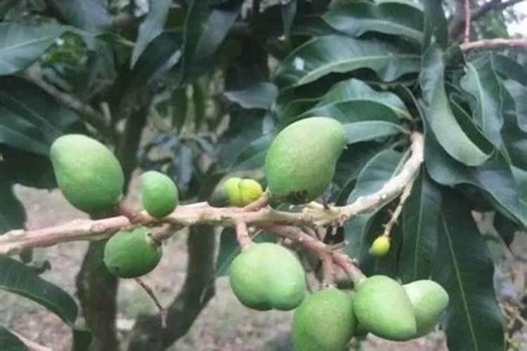 芒果新叶长这样怎么打药？
