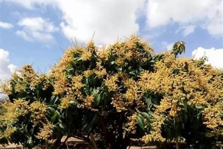 提高芒果树产量的追肥技巧有哪些 芒果养殖技巧