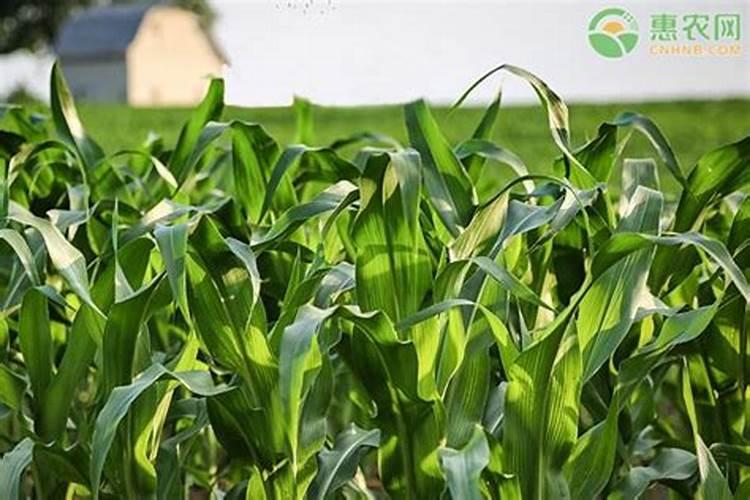 玉米底肥一次性施肥 氮磷钾 各用多少？