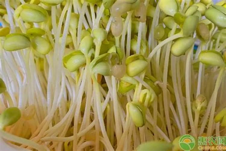 黄豆施什么肥比较好