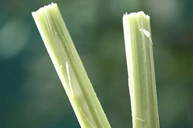 像甘蔗一样的叫什么？