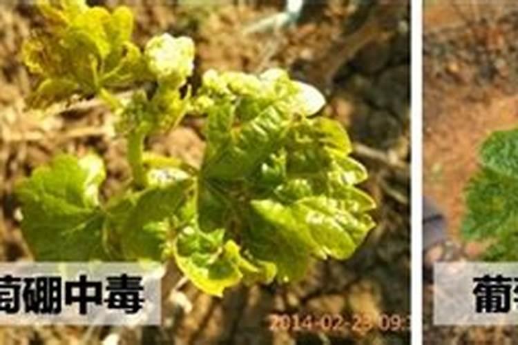 一颗百香果苗用50克硼肥会不会导致硼中毒？