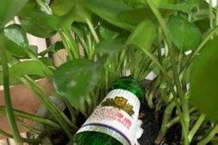 新疆的主要矿产资源是什么