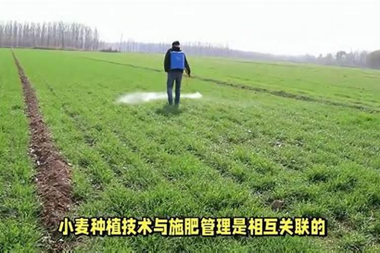 小麦专用肥氮磷钾比例多少合适