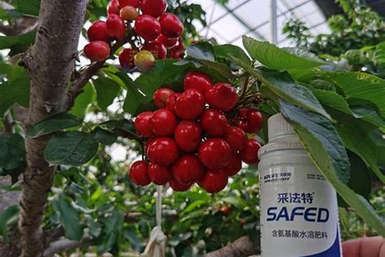 大樱桃结果后能不能用大量元素水溶肥？