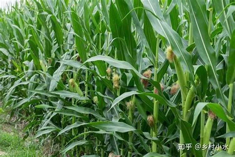 玉米什么时间施硼肥好