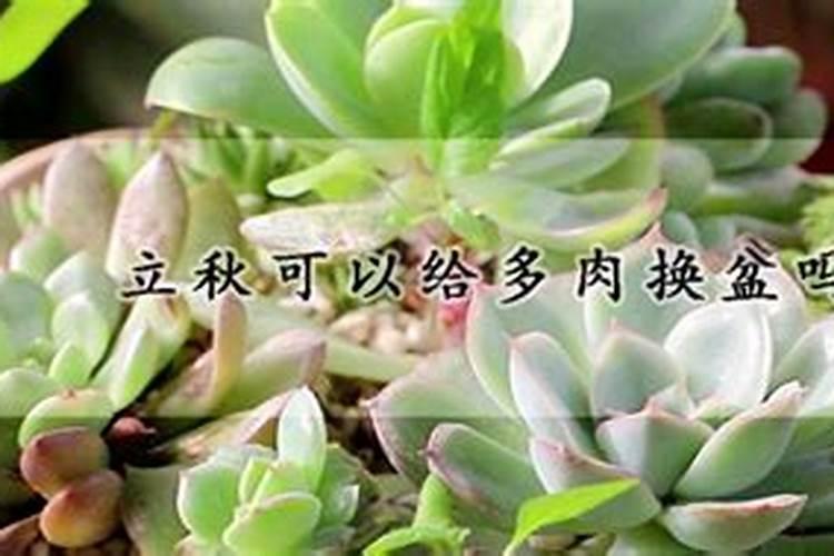 立秋后能给花盆内施肥吗
