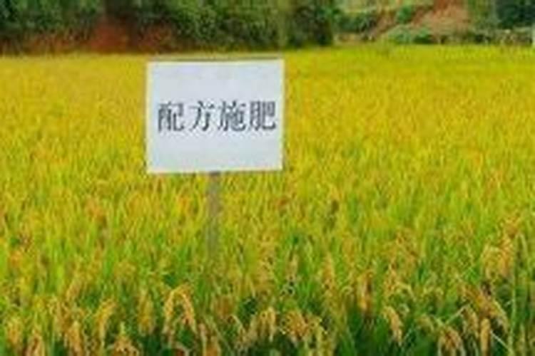 种荞麦肥料比例多少合适