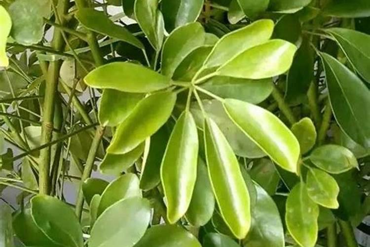 花卉施肥的最佳时间 花卉施肥的方法和技巧