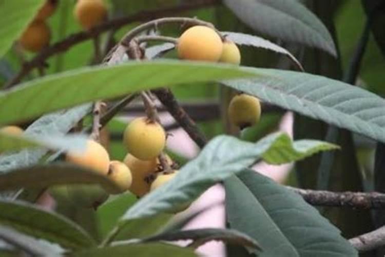 枇杷树施什么肥料最好？
