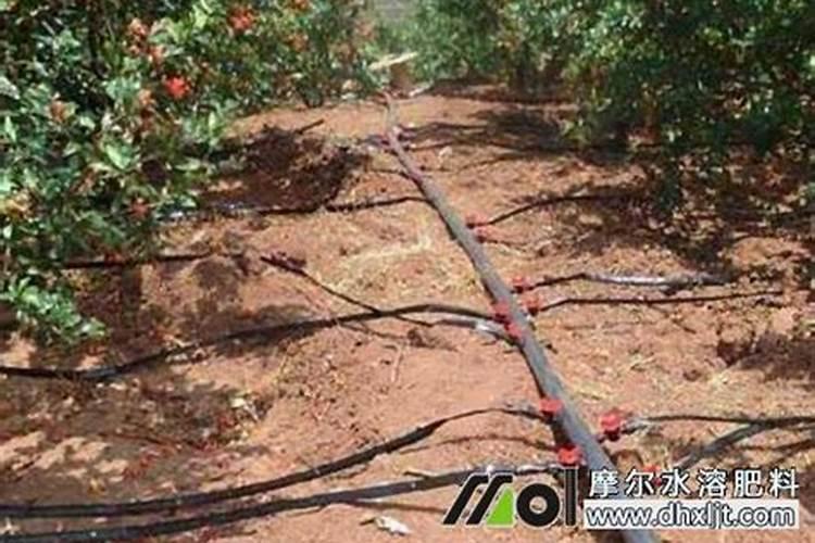 如何正确施用冲施滴灌肥精