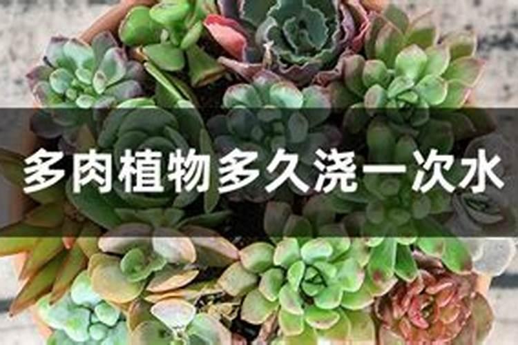 多肉多久施肥一次施什么肥