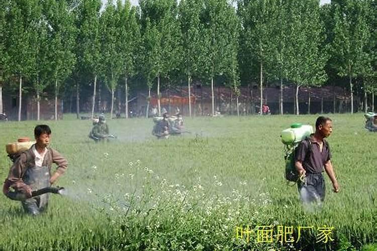 单一使用一种叶面肥好吗