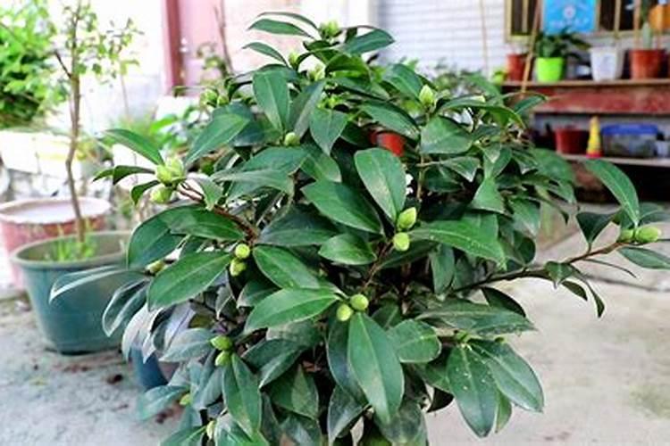芥兰菜种植时间和方法 芥兰菜的种植时间和方法