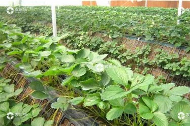 草莓苗种下后多久施肥草莓苗期管理技术