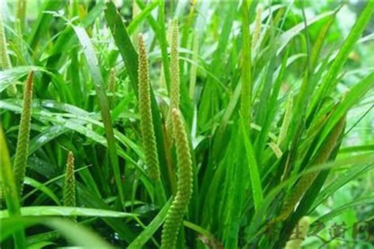 石菖蒲怎么养 石菖蒲如何养