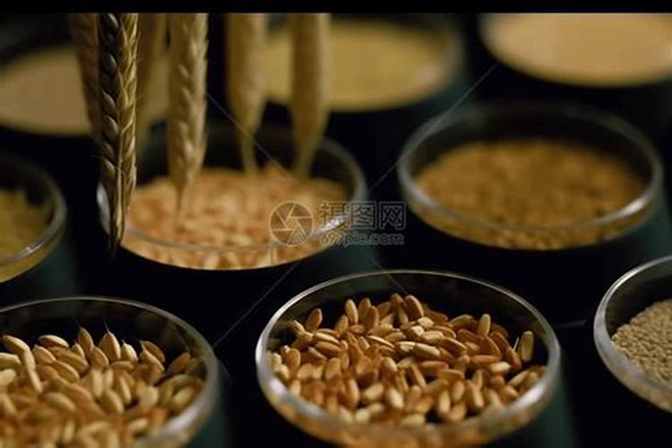 硅肥在大棚葡萄上什么时间用最好？