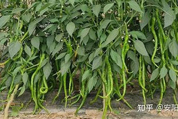 今年新小麦上市多少钱一斤？