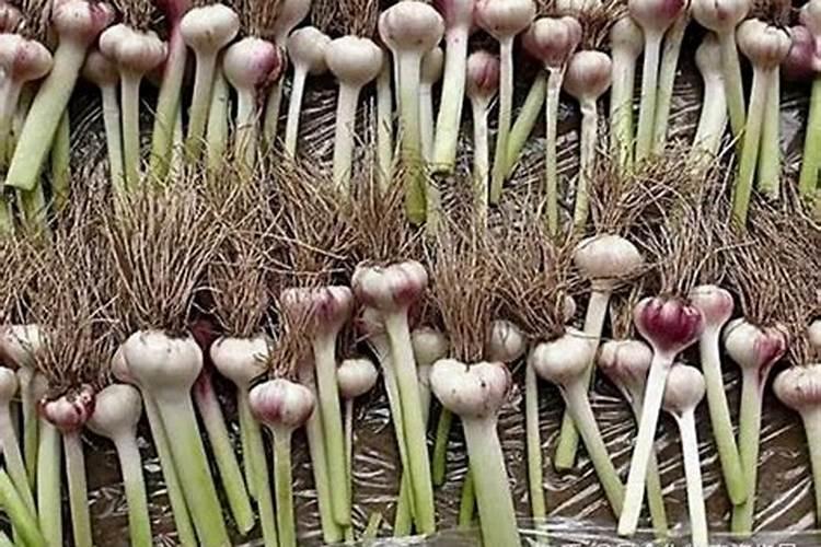 大量氮磷钾肥料产生的后果