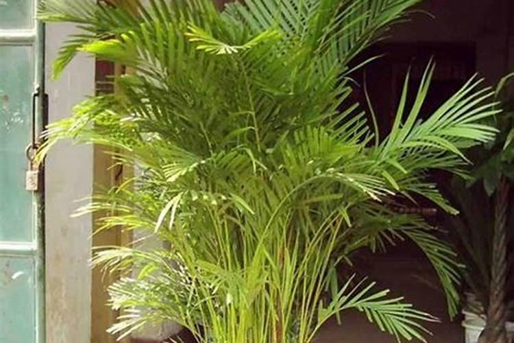 氮磷钾复合肥使用方法