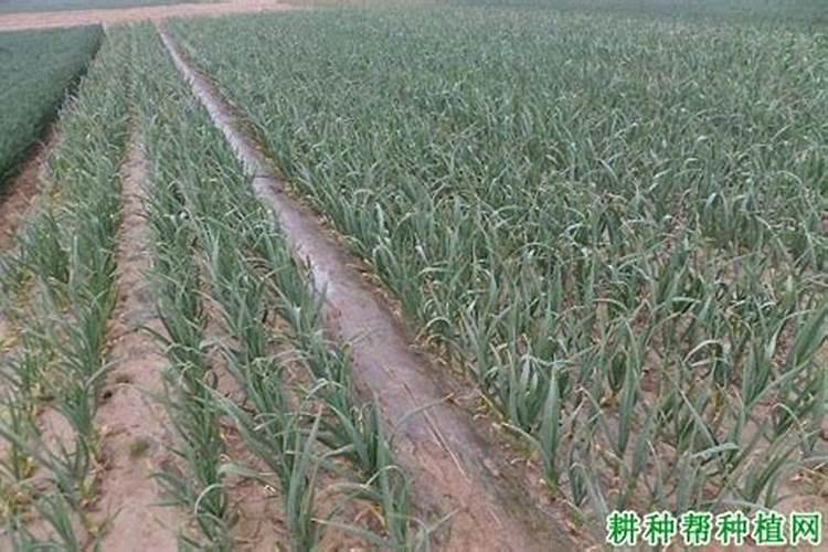 大蒜高产新方法