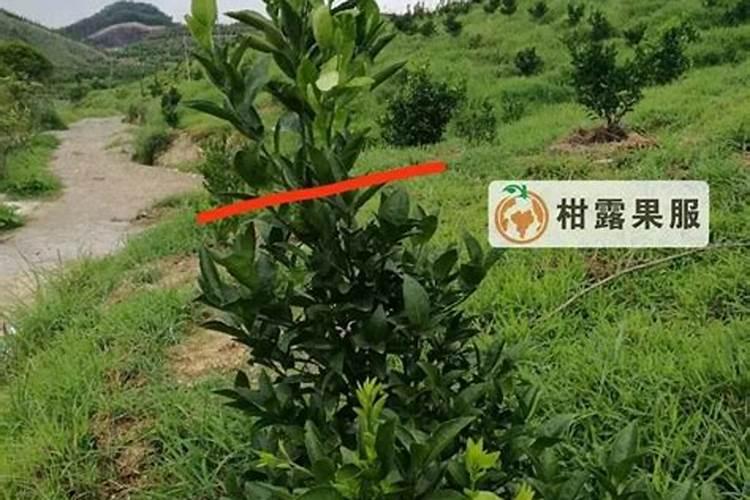 叶面肥有什么功效？喷洒时有什么注意事项？