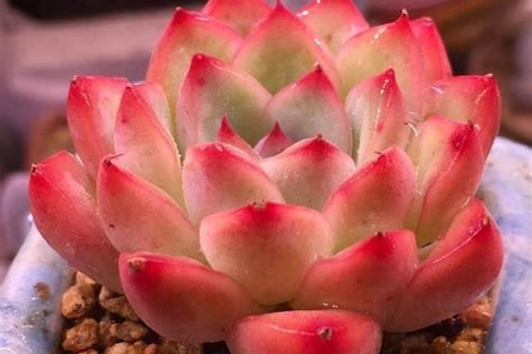 多肉植物用什么肥料养比例是多少