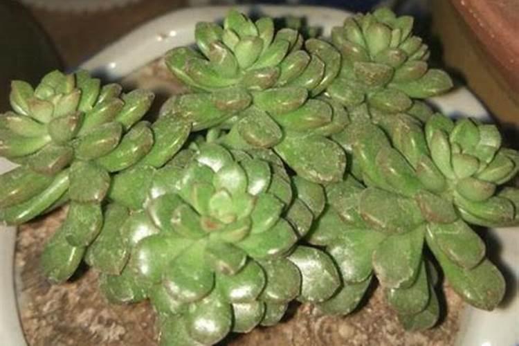 多肉植物用什么肥料复合肥可以吗