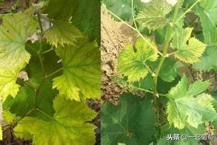 葡萄开春什么时候施磷肥