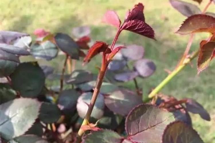 月季的叶子不展,这是什么原因导致的？