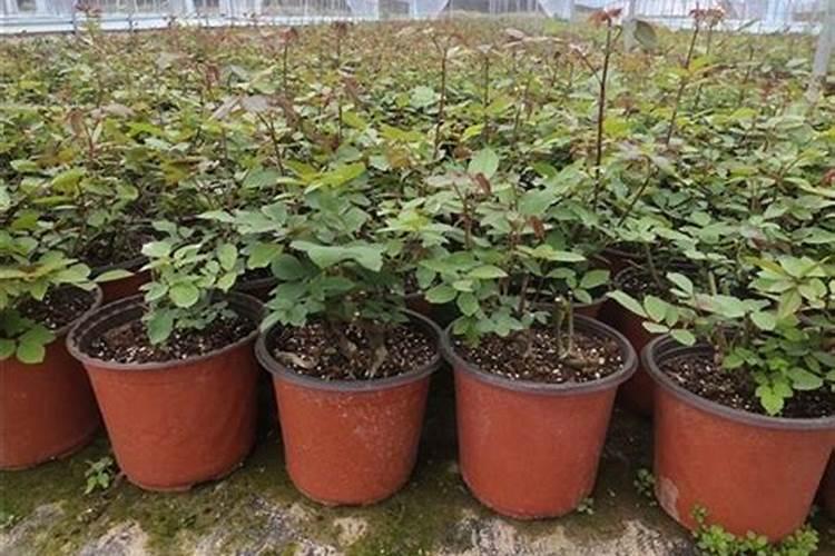 花生在开花前需要大量氮肥吗？