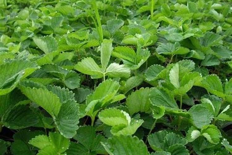 瓜果蔬菜叶面肥的正确使用方法(什么时候打叶面肥好)