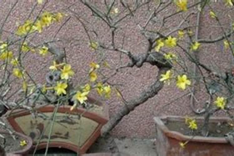 迎春花怎么才能不断开花