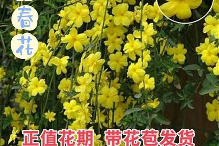 迎春花盆景的养殖方法