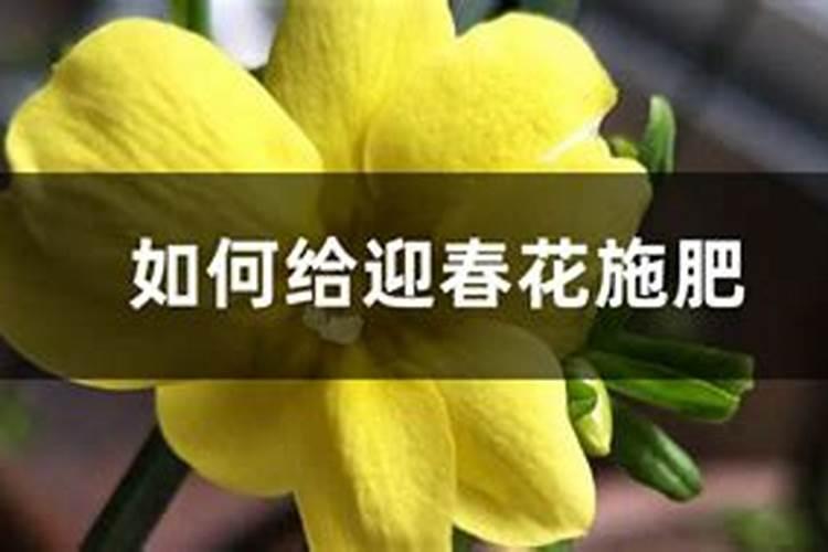 迎春盆景如何施肥